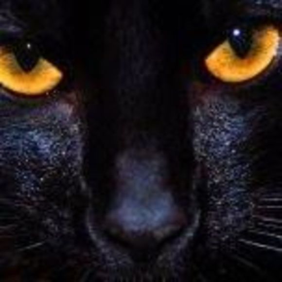 Meet your Posher, Jeff - Picture 1 of 1